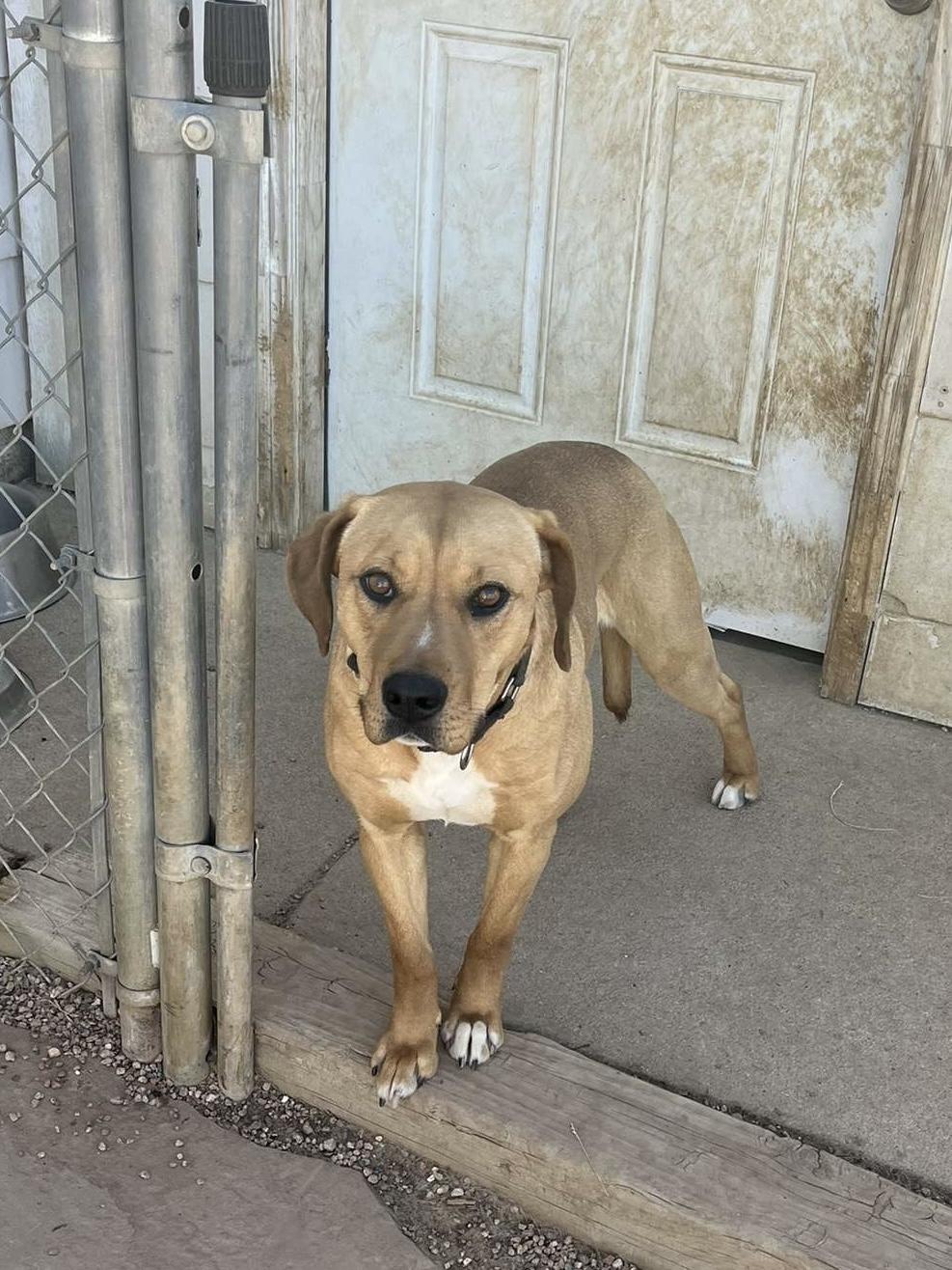Enlarge Bagel, a Adoptable mixed breed image 2/5