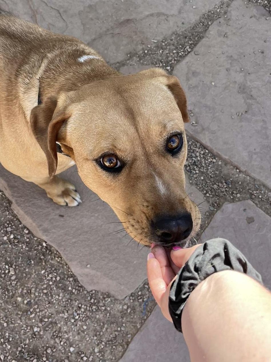 Enlarge Bagel, a Adoptable mixed breed image 3/5