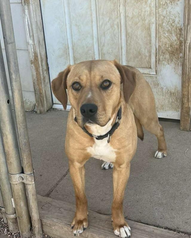 Enlarge Bagel, a Adoptable mixed breed image 1/5