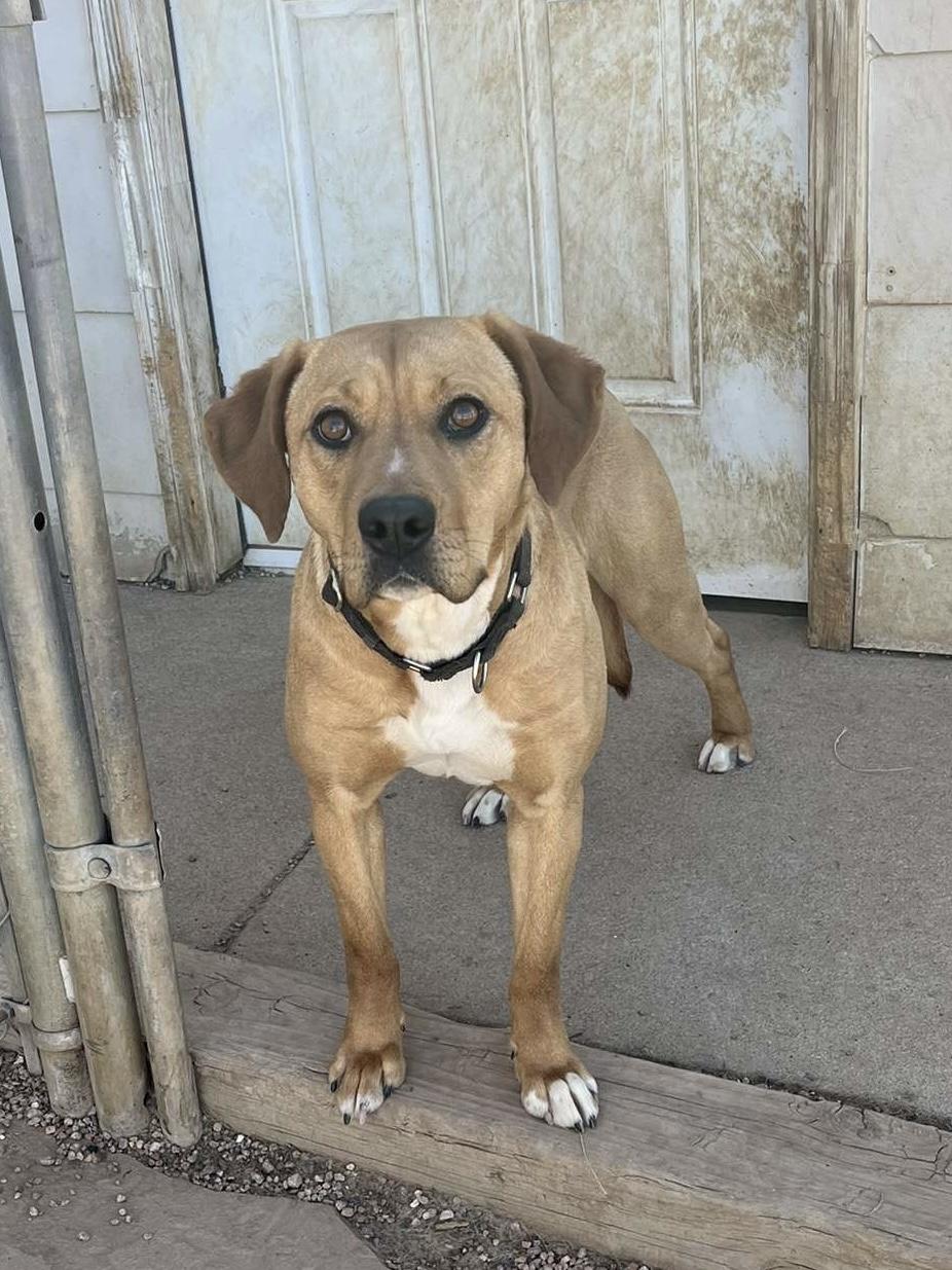 Enlarge Bagel, a Adoptable mixed breed image 5/5