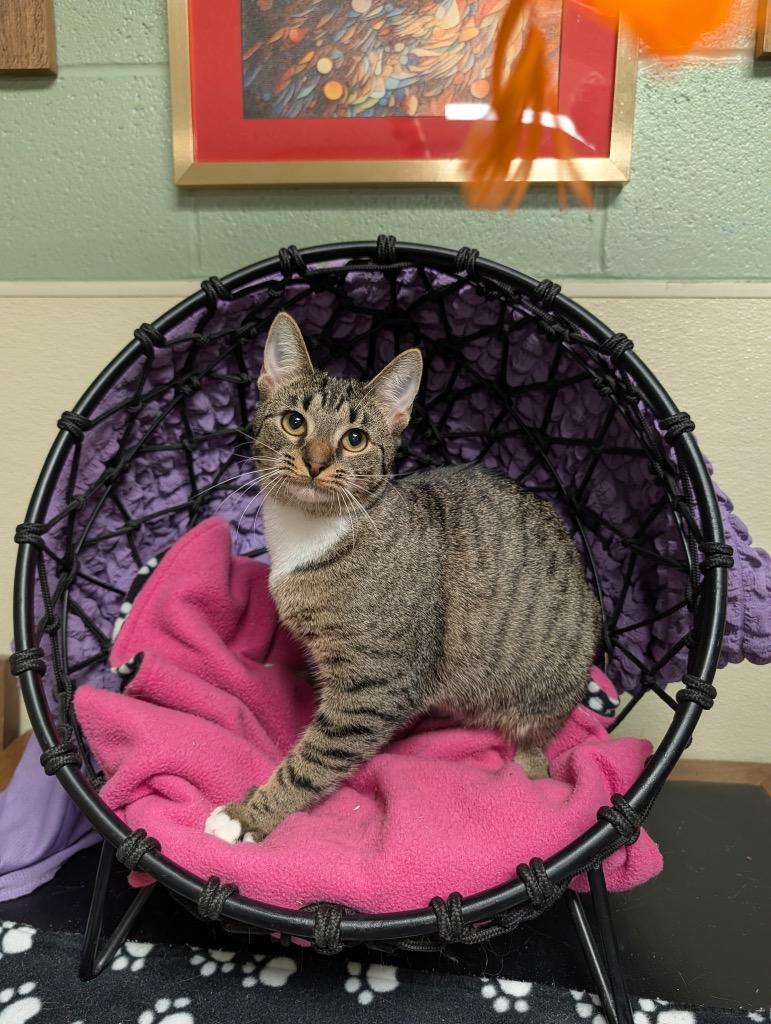 Enlarge Tionne, a Adoptable mixed breed in Ellijay, GA image 1/3