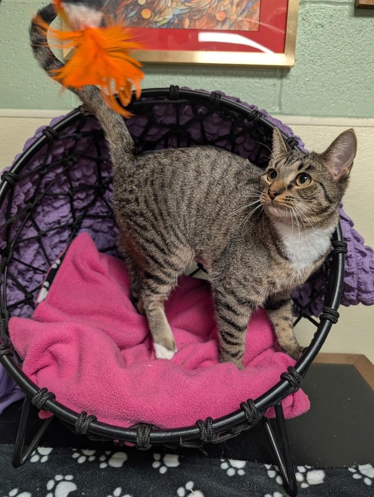 Tionne, Adoptable, Young Female Domestic Short Hair.
