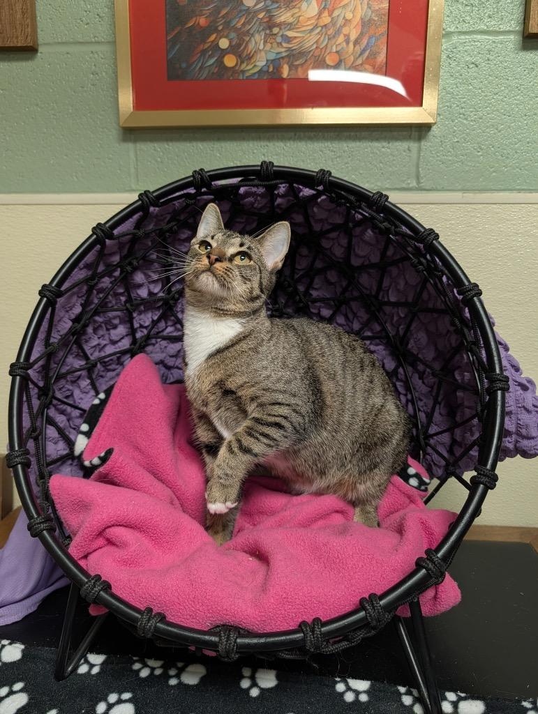 Enlarge Rexy, a Adoptable mixed breed in Ellijay, GA image 3/3