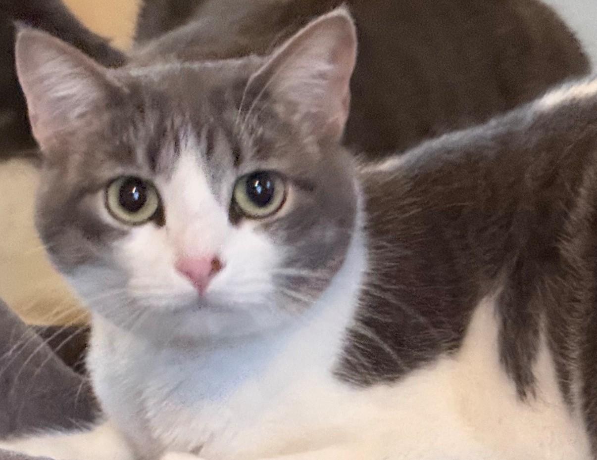 Berenstain Bere (BB), adoptable, Young Female Domestic Short Hair.
