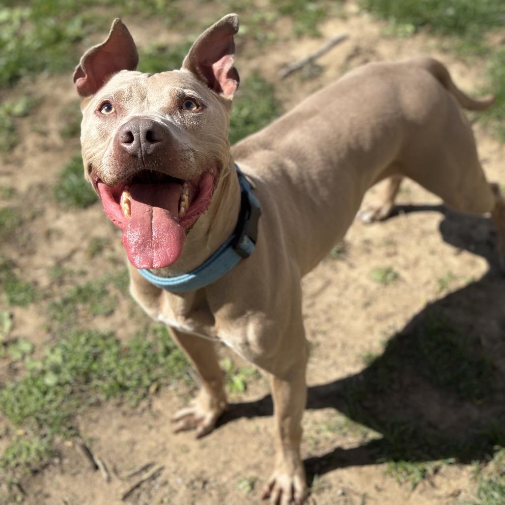 Frasier, a Adoptable Pit Bull Terrier in Warrensburg, MO image 1/6