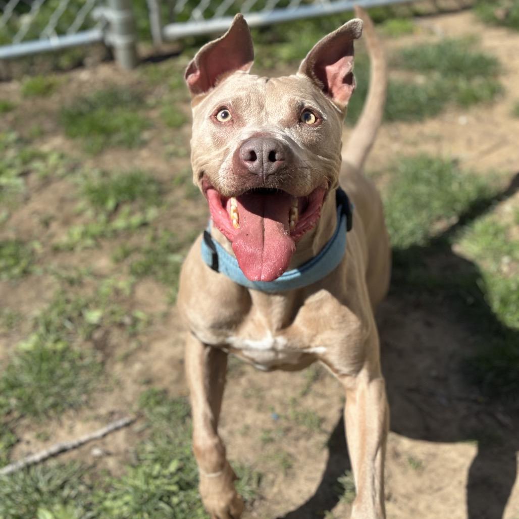 Frasier, a Adoptable Pit Bull Terrier in Warrensburg, MO image 2/6