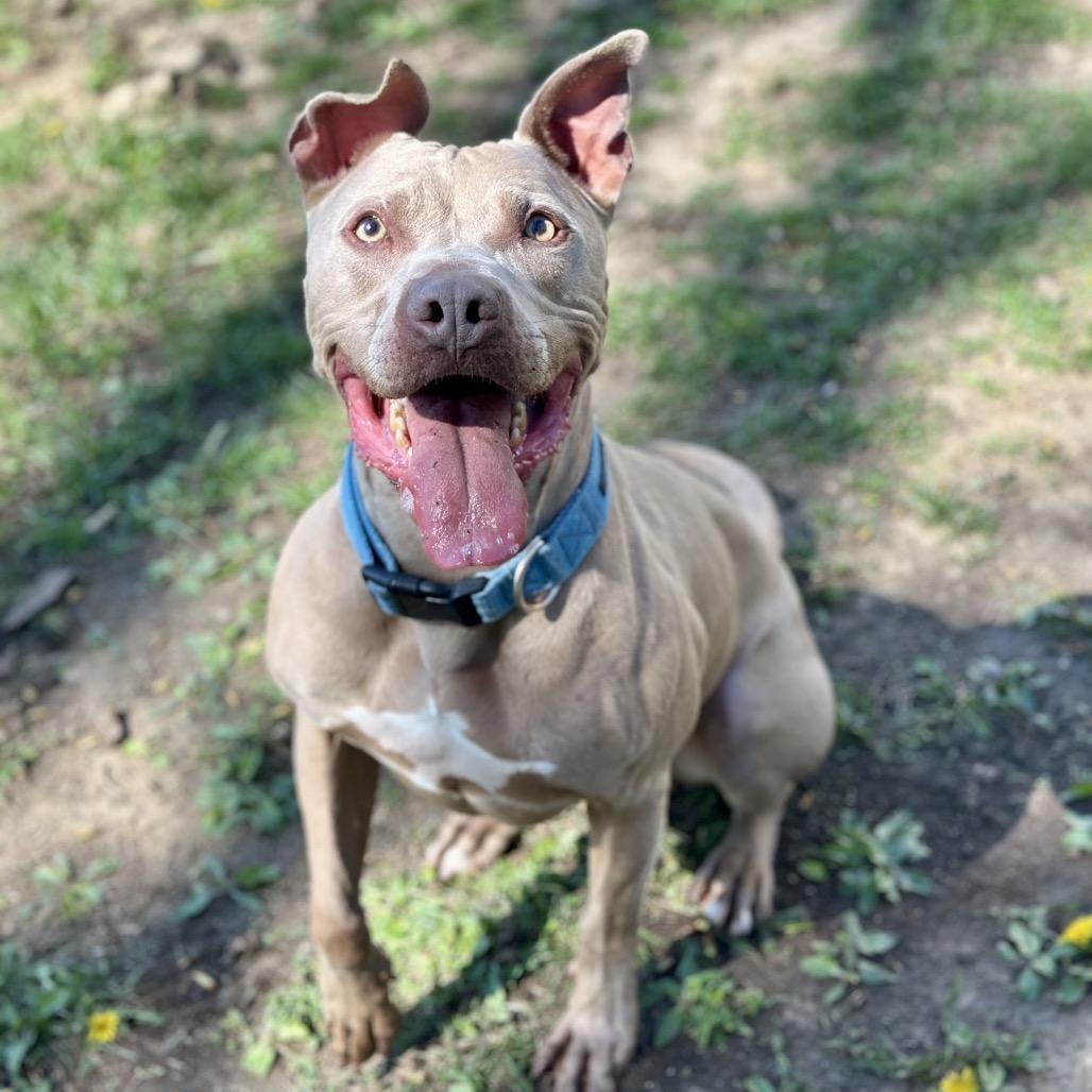 Frasier, a Adoptable Pit Bull Terrier in Warrensburg, MO image 3/6