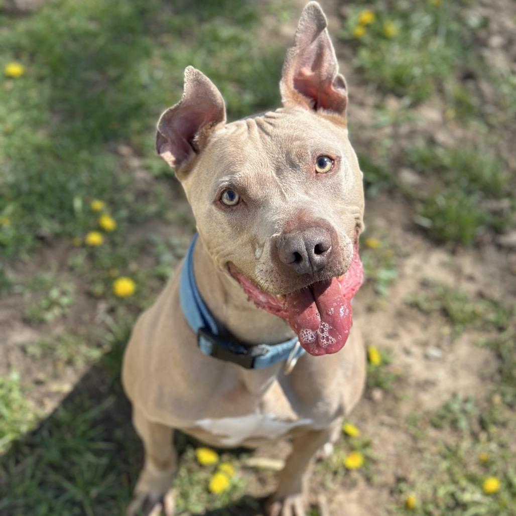 Frasier, a Adoptable Pit Bull Terrier in Warrensburg, MO image 4/6