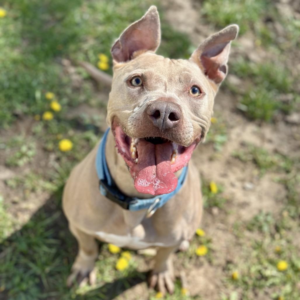 Frasier, a Adoptable Pit Bull Terrier in Warrensburg, MO image 5/6