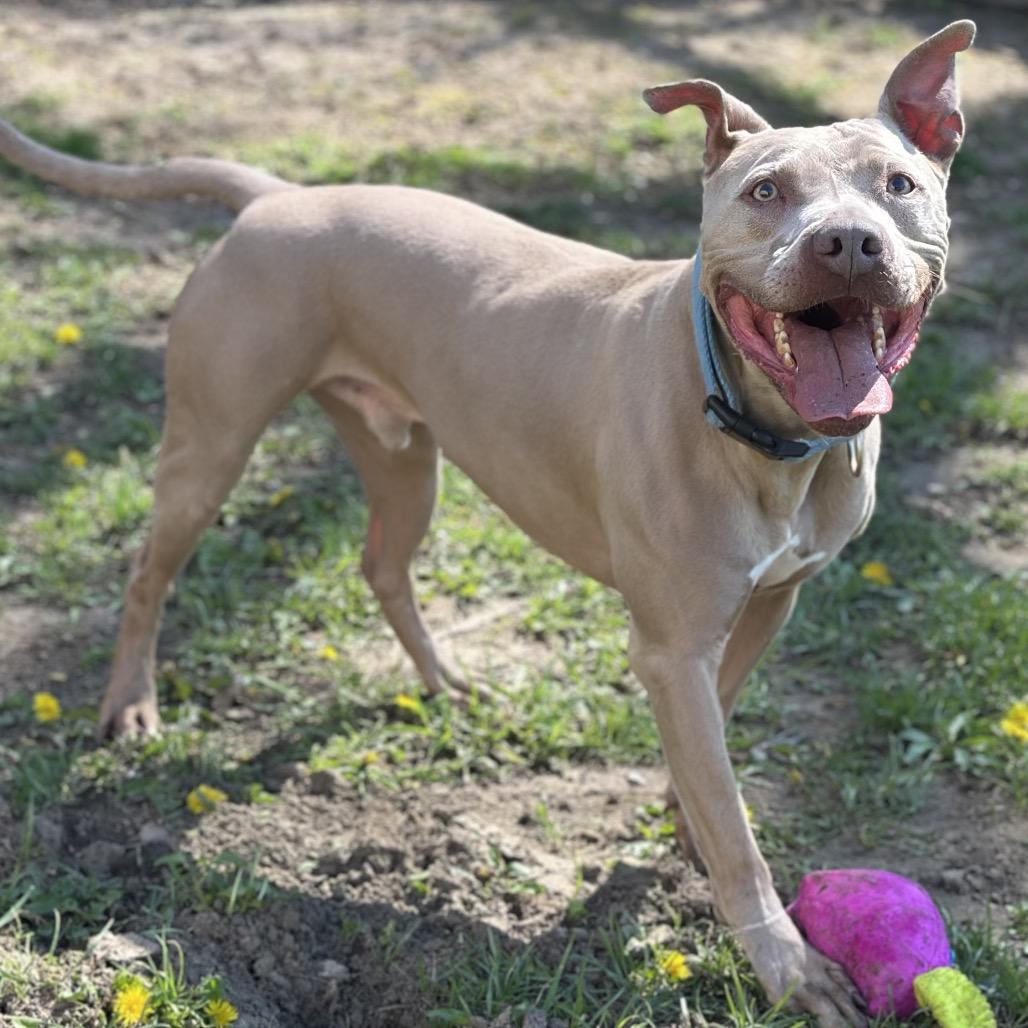 Frasier, a Adoptable Pit Bull Terrier in Warrensburg, MO image 6/6