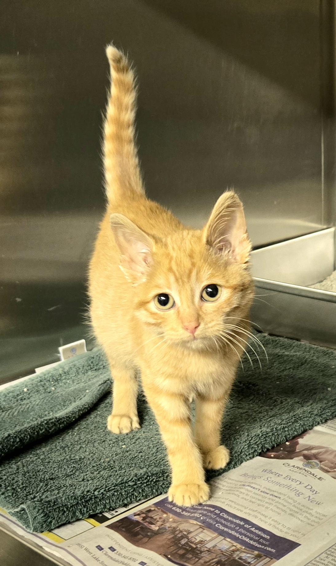 Enlarge Coral, a Adoptable Domestic Short Hair in Arlington Heights, IL image 2/3