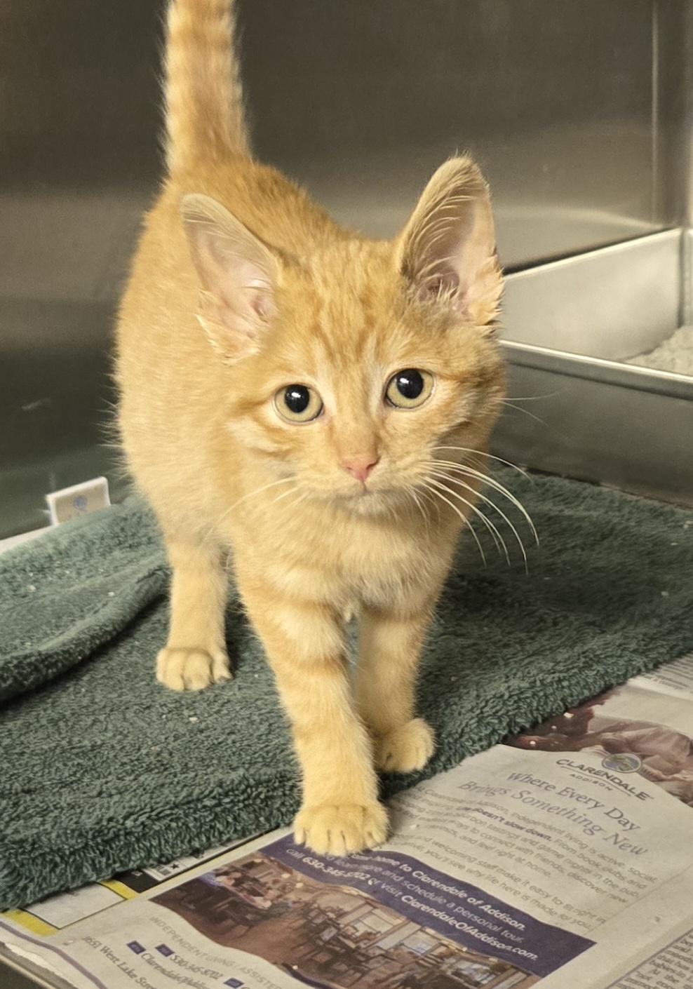 Enlarge Coral, a Adoptable Domestic Short Hair in Arlington Heights, IL image 3/3