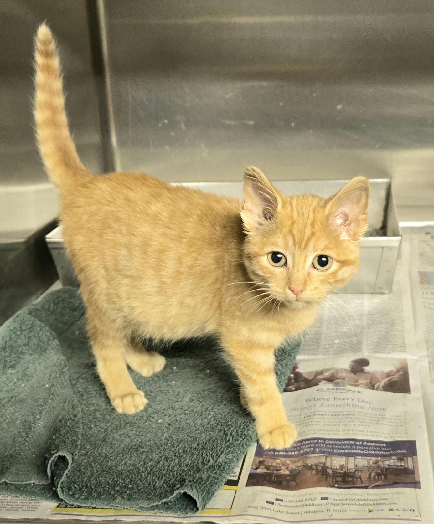 Enlarge Coral, a Adoptable Domestic Short Hair in Arlington Heights, IL image 1/3