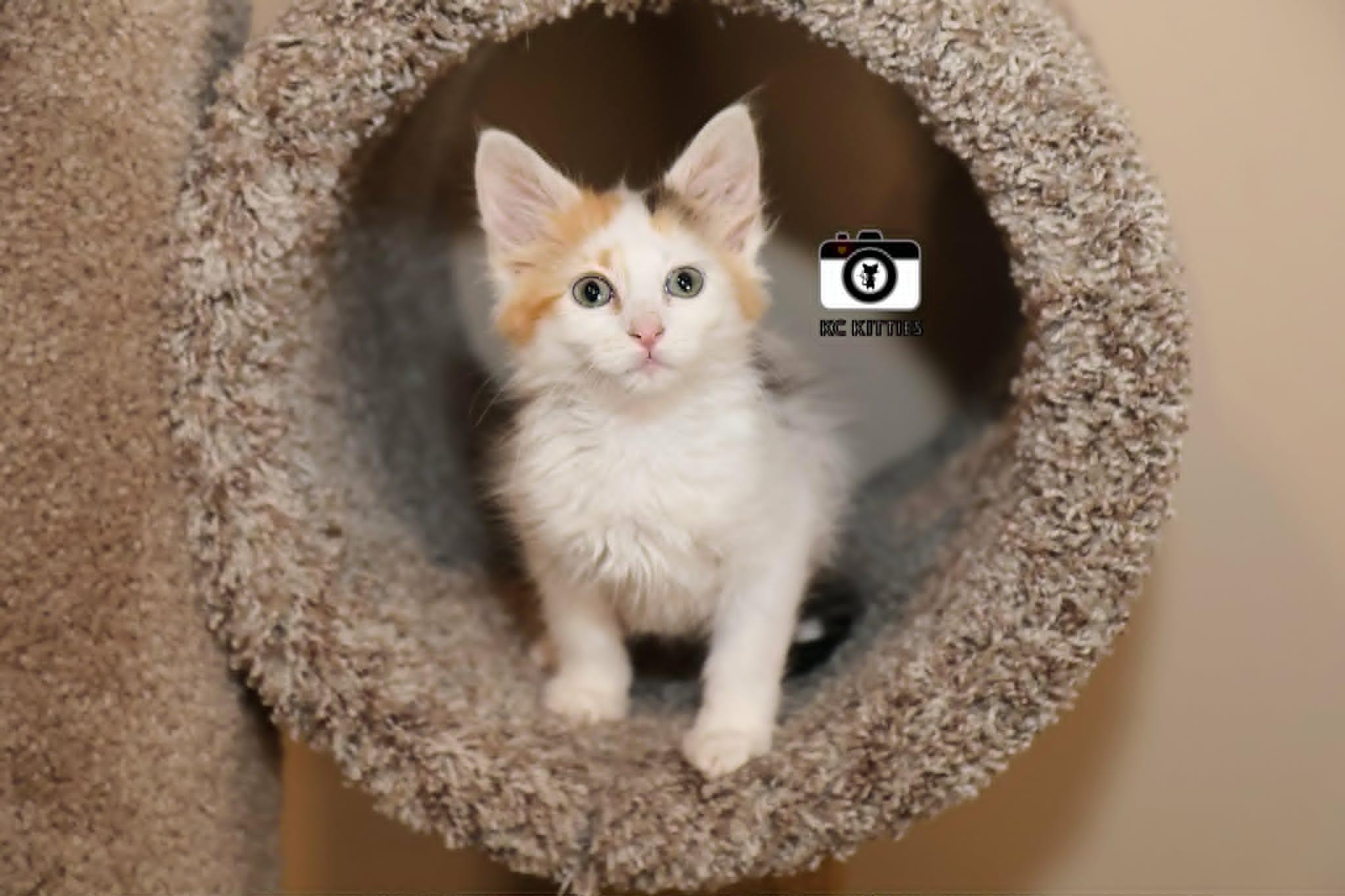 Armada, an adopted Domestic Medium Hair in Overland Park, KS image 1/6