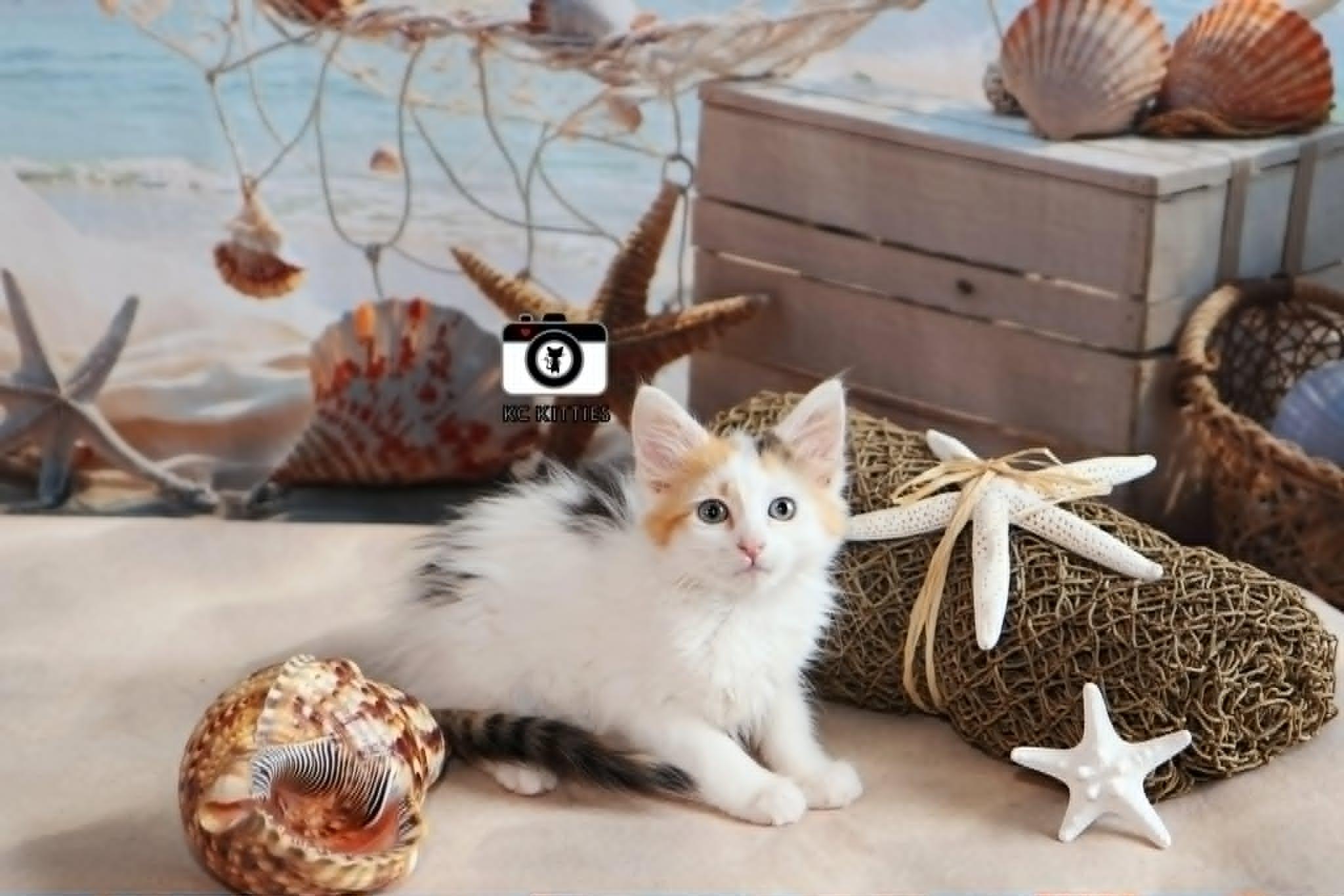 Armada, an adopted Domestic Medium Hair in Overland Park, KS image 3/6