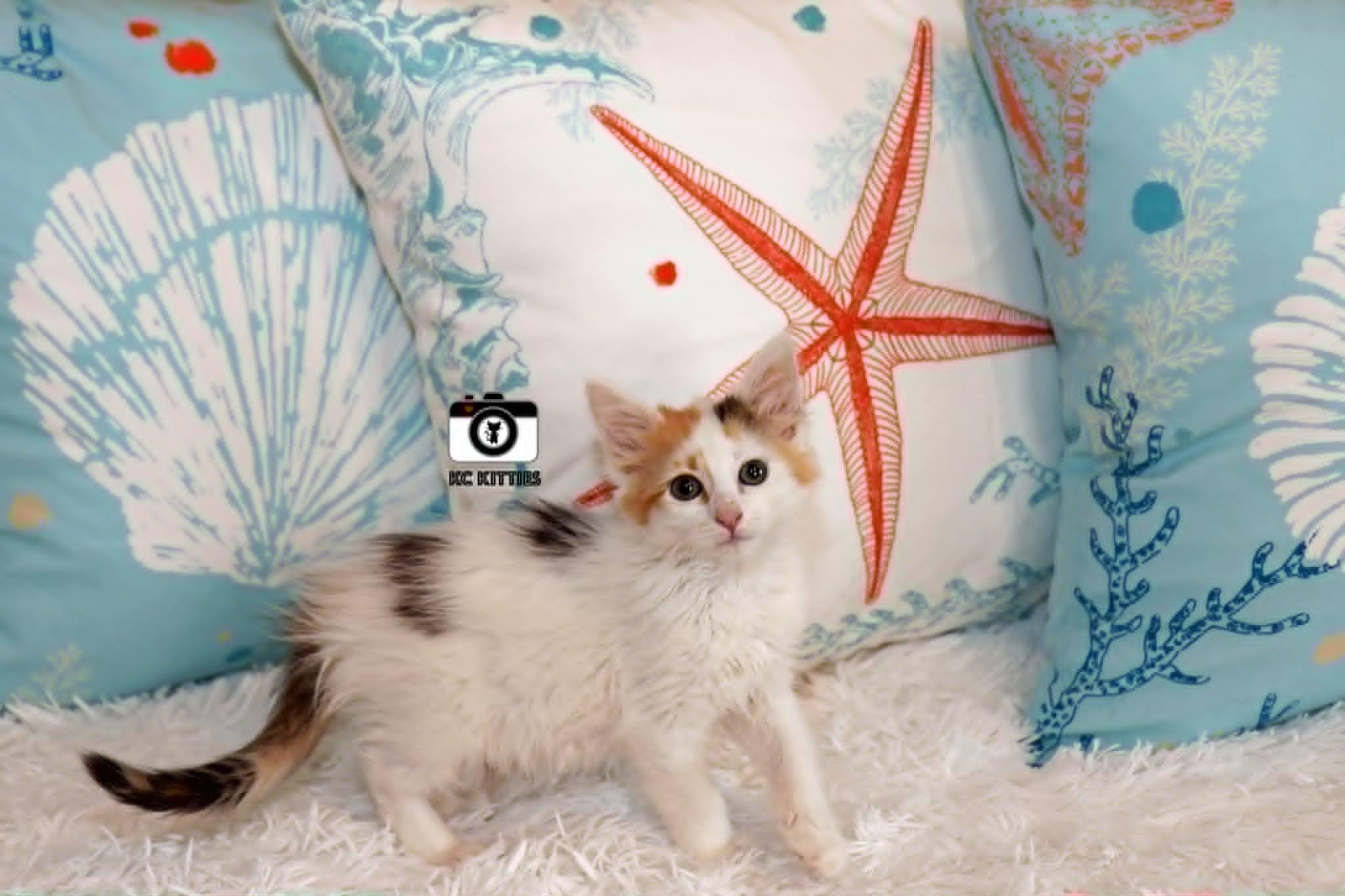 Armada, an adopted Domestic Medium Hair in Overland Park, KS image 6/6