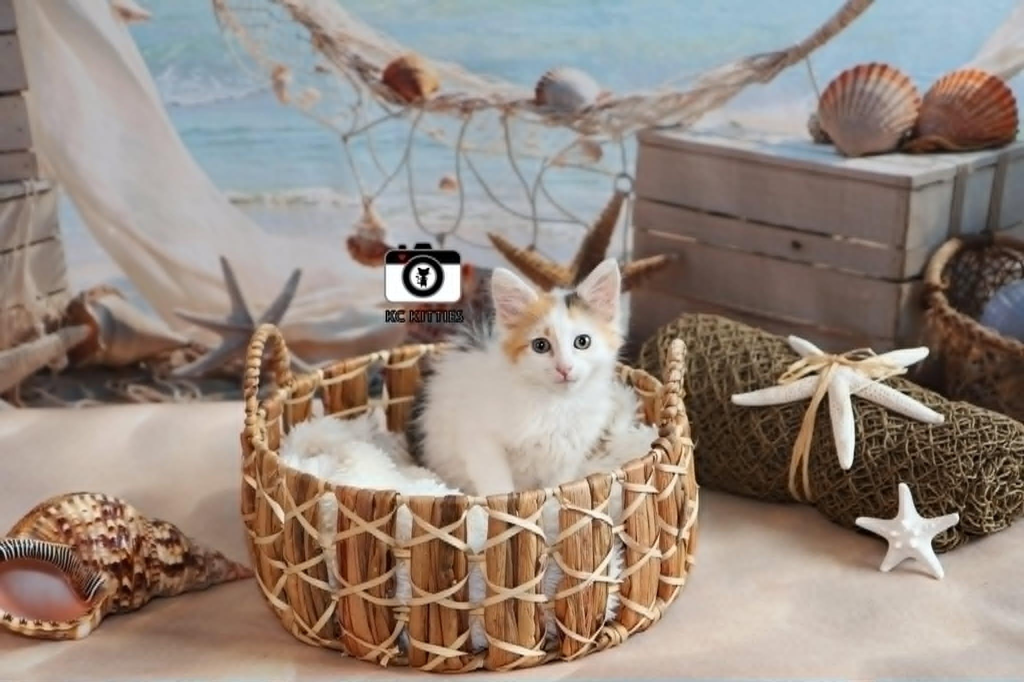 Armada, an adopted Domestic Medium Hair in Overland Park, KS image 5/6