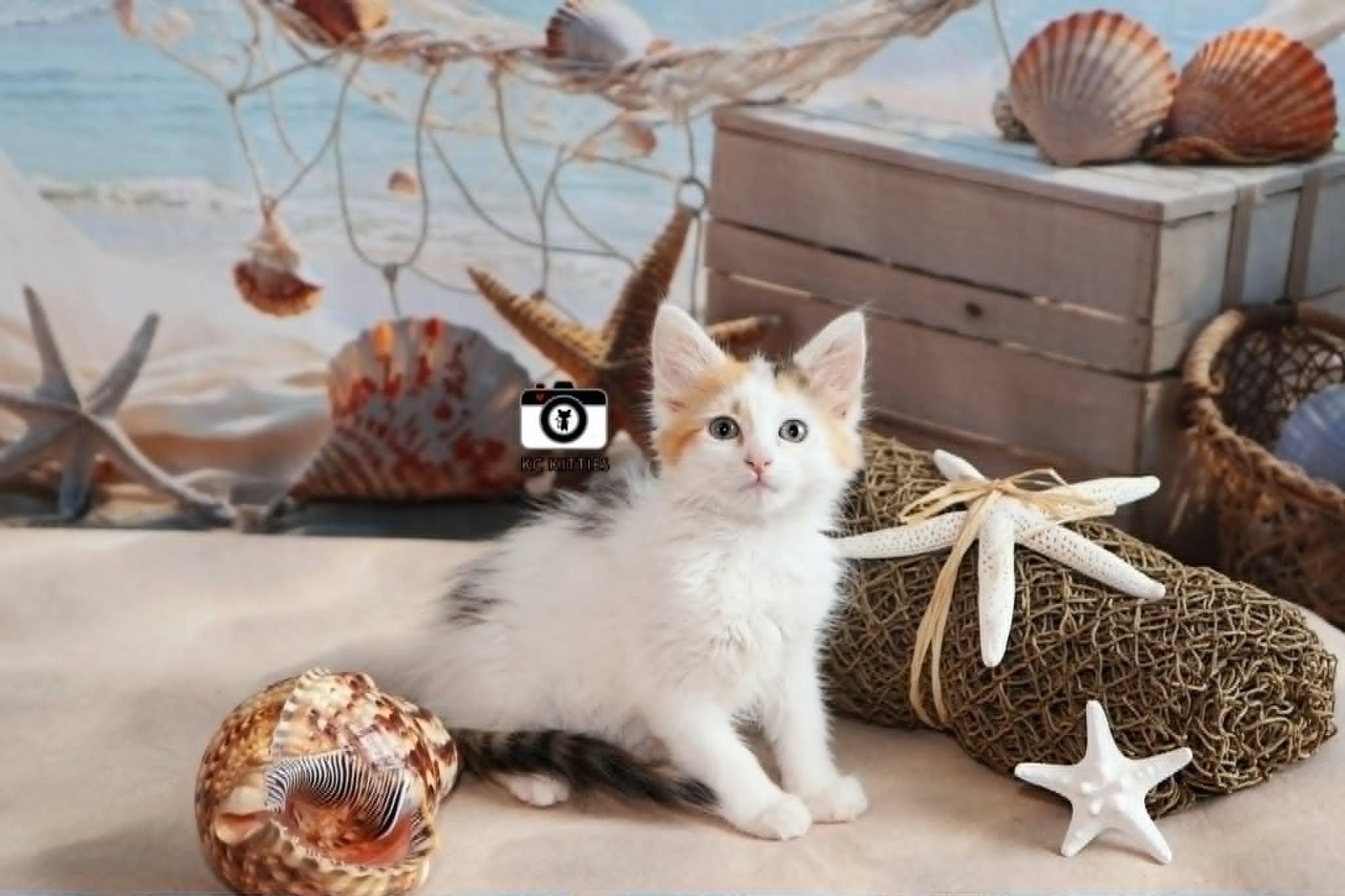 Armada, an adopted Domestic Medium Hair in Overland Park, KS image 2/6