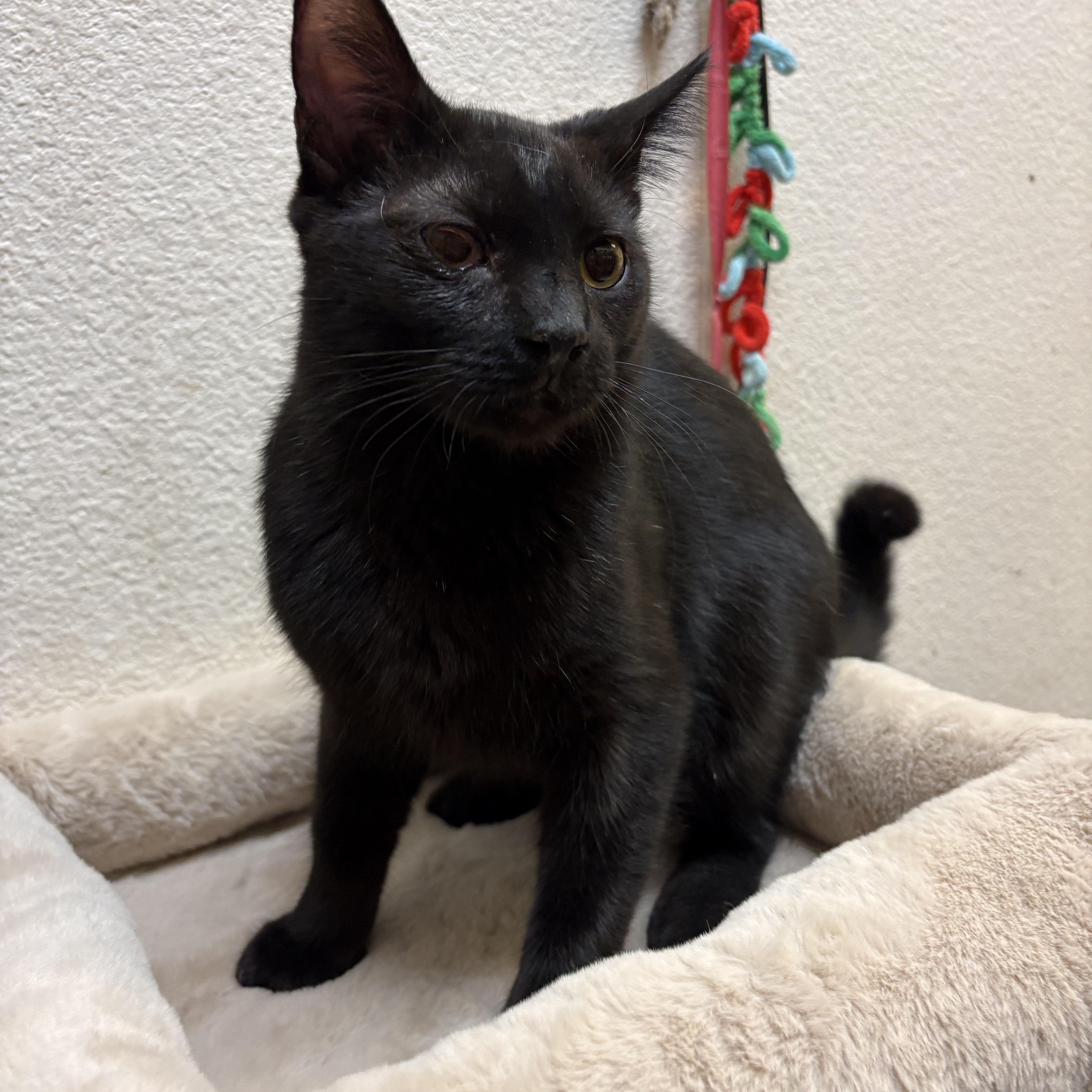 Enlarge Casino (call 602-692-1499 to meet Casino), an adopted mixed breed in Phoenix, AZ image 4/4