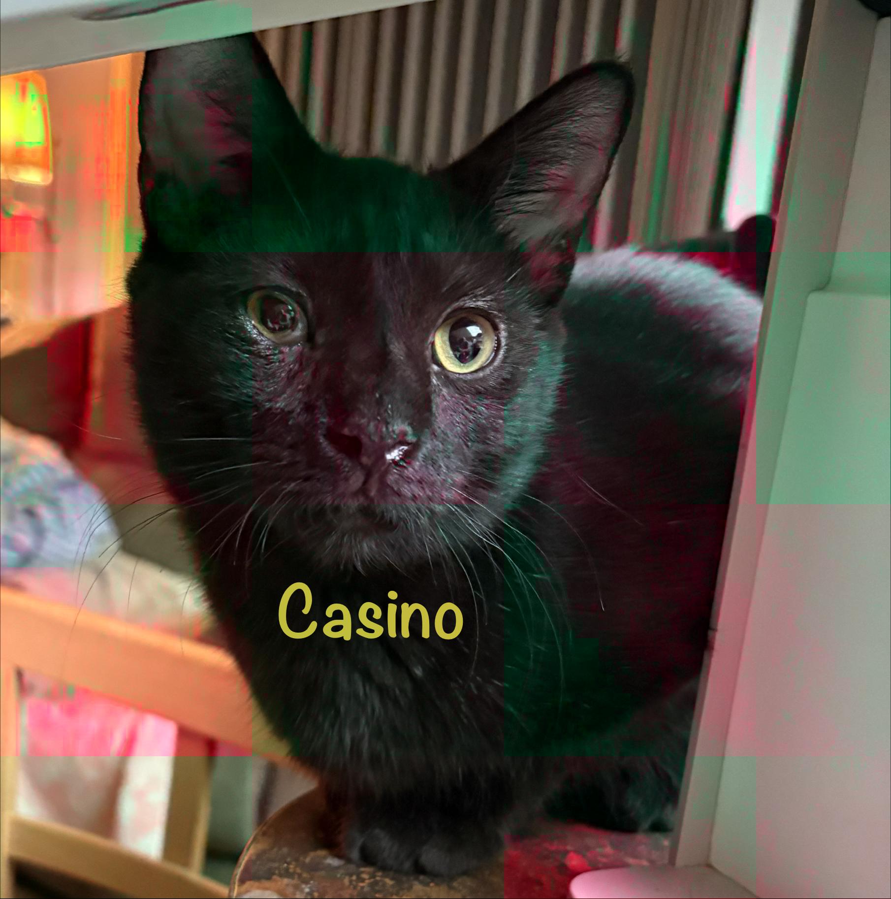 Casino (call 602-692-1499 to meet Casino), adopted, Young Male Domestic Short Hair.