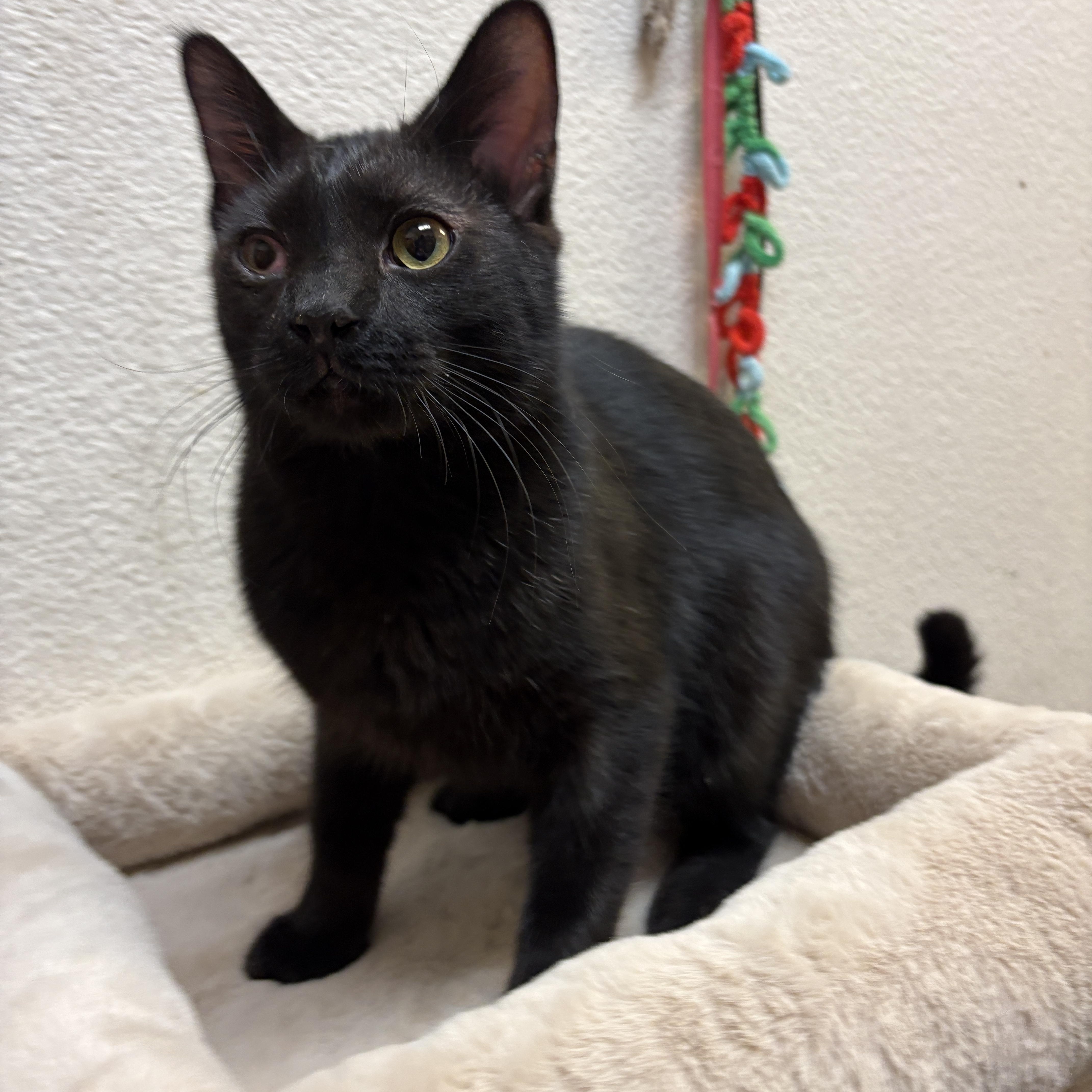 Enlarge Casino (call 602-692-1499 to meet Casino), an adopted mixed breed in Phoenix, AZ image 3/4