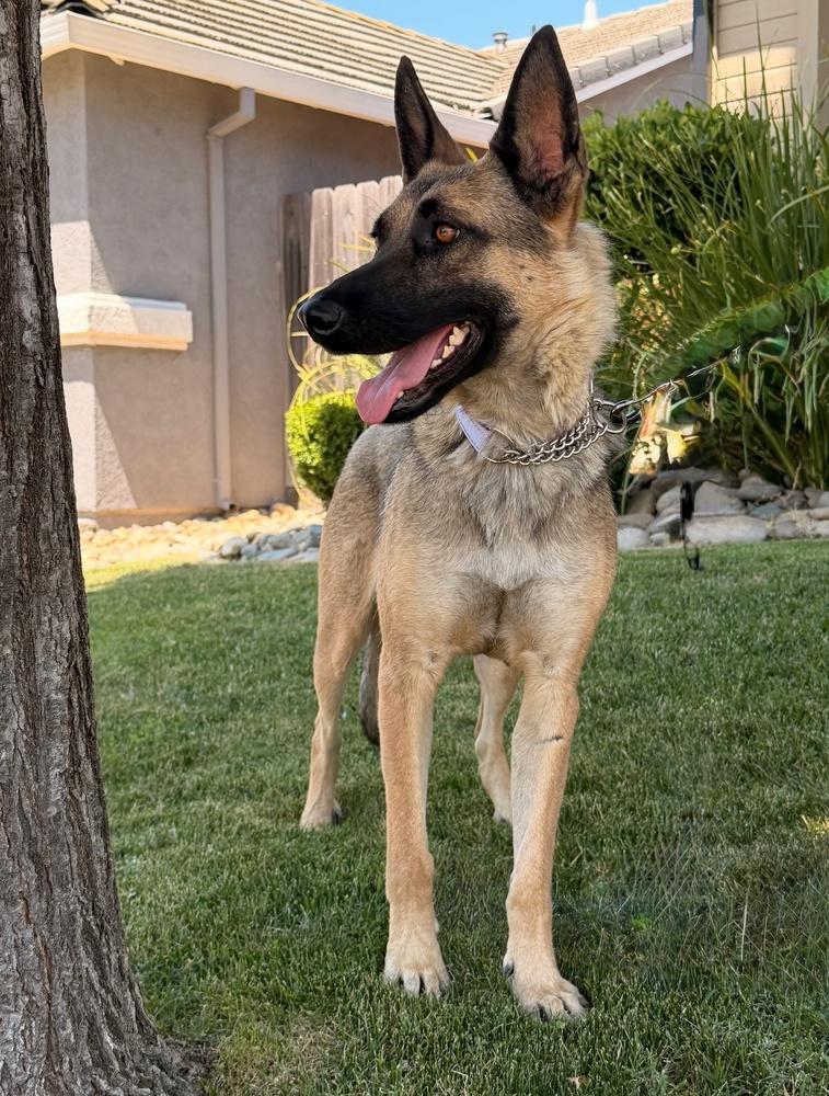 Mama Maya, Adoptable, Young Female German Shepherd Dog.