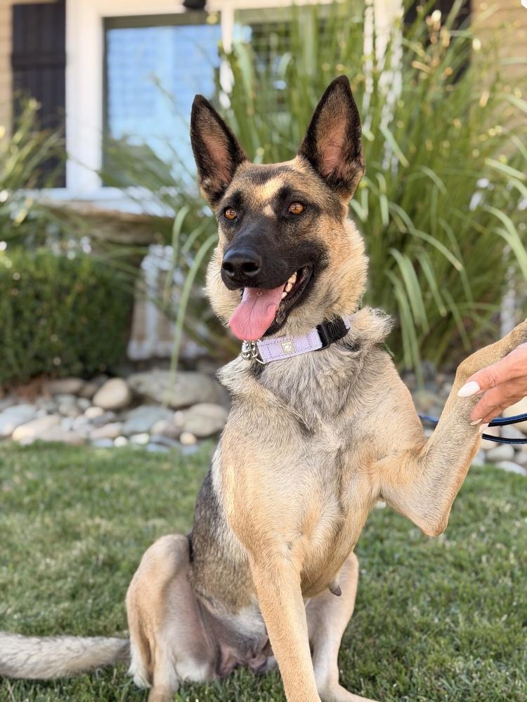 Mama Maya, a Adoptable mixed breed in Pleasant Hill, CA image 2/4