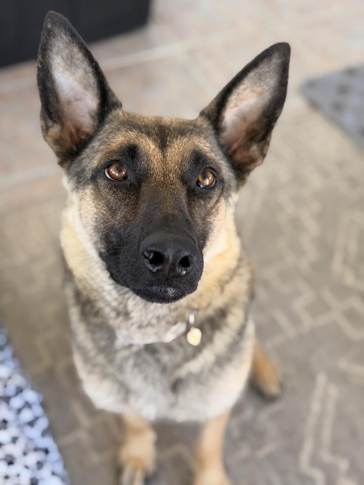 Mama Maya, a Adoptable mixed breed in Pleasant Hill, CA image 3/4