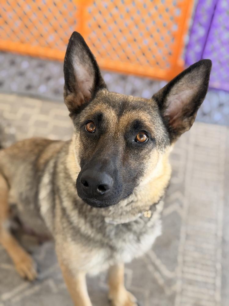 Mama Maya, a Adoptable mixed breed in Pleasant Hill, CA image 4/4