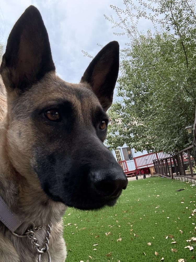 Enlarge Mama Maya, a Adoptable mixed breed in Pleasant Hill, CA image 5/5