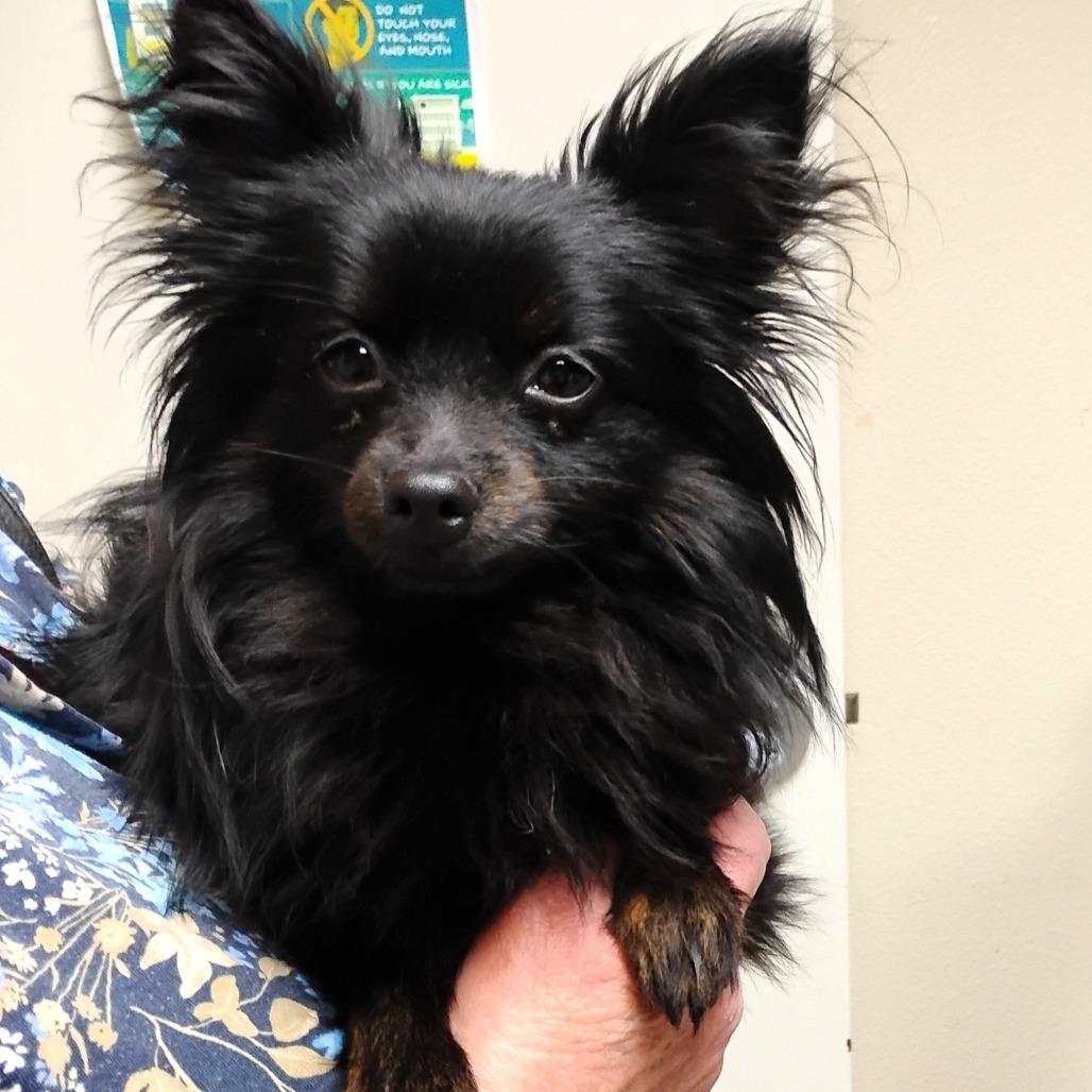 Enlarge REMY, a Adoptable mixed breed in Pleasanton, CA image 1/5