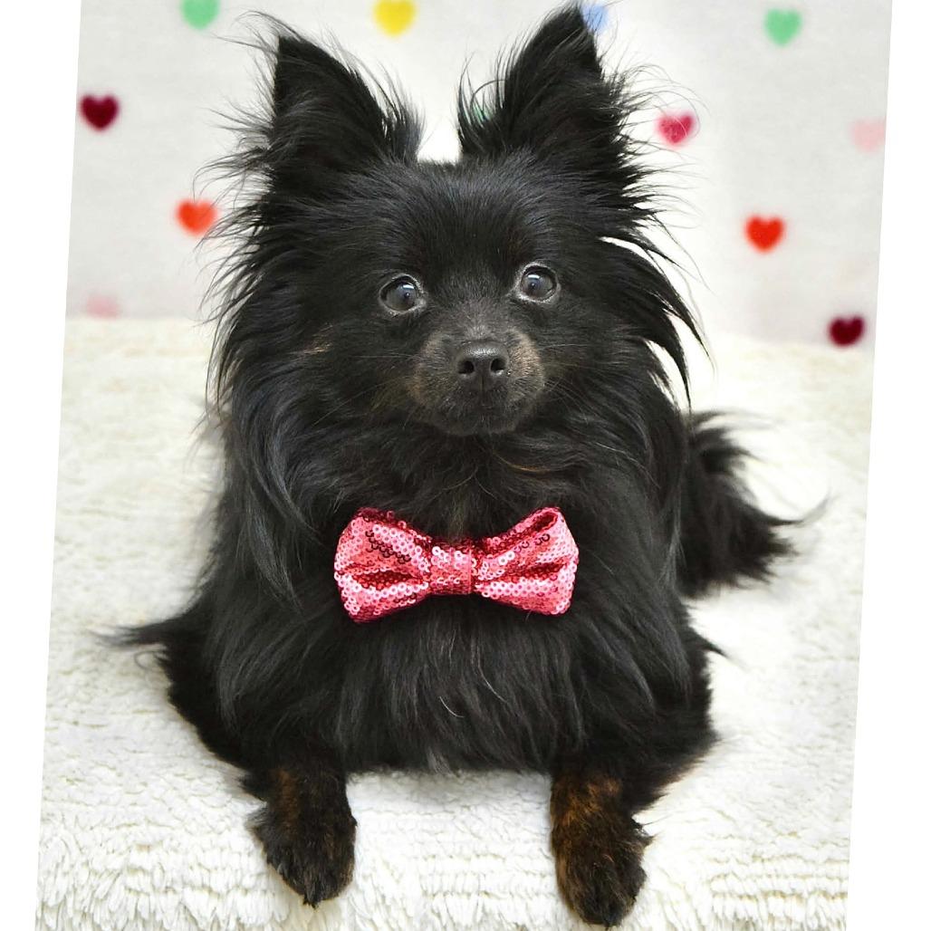 Enlarge REMY, a Adoptable mixed breed in Pleasanton, CA image 2/5