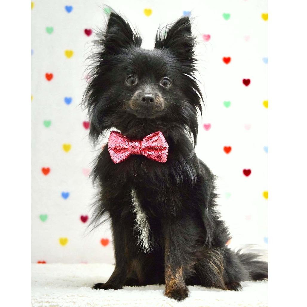 Enlarge REMY, a Adoptable mixed breed in Pleasanton, CA image 3/5