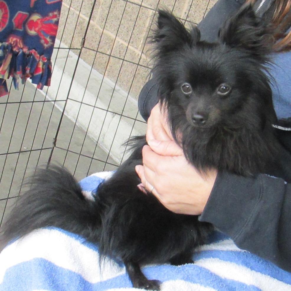 Enlarge REMY, a Adoptable mixed breed in Pleasanton, CA image 4/5