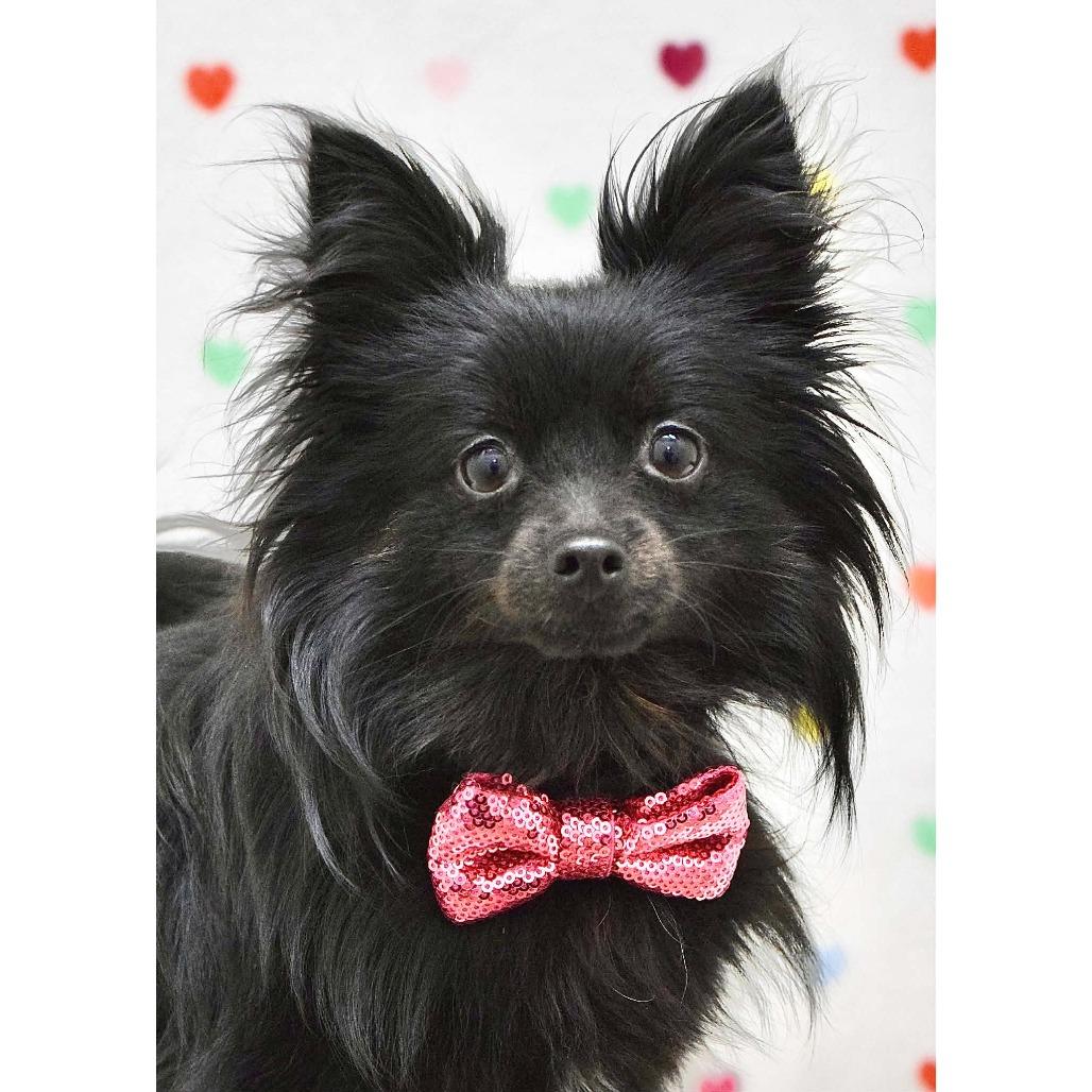 Enlarge REMY, a Adoptable mixed breed in Pleasanton, CA image 5/5