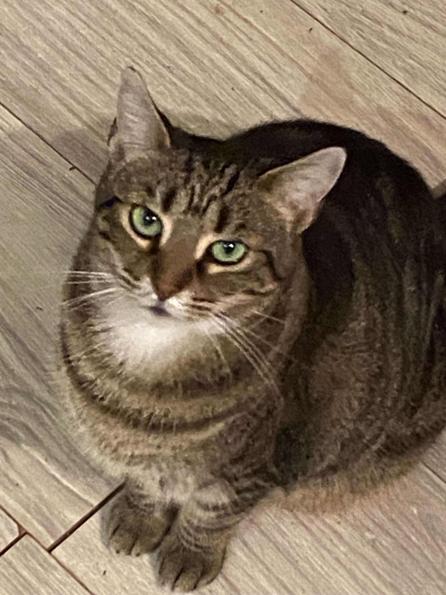 Enlarge Starlight, a Adoptable American Shorthair in Charlotte, NC image 2/3