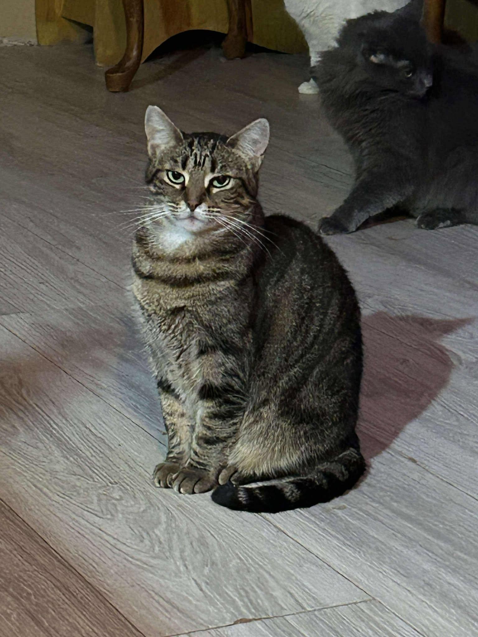 Starlight, Adoptable, Adult Female American Shorthair.