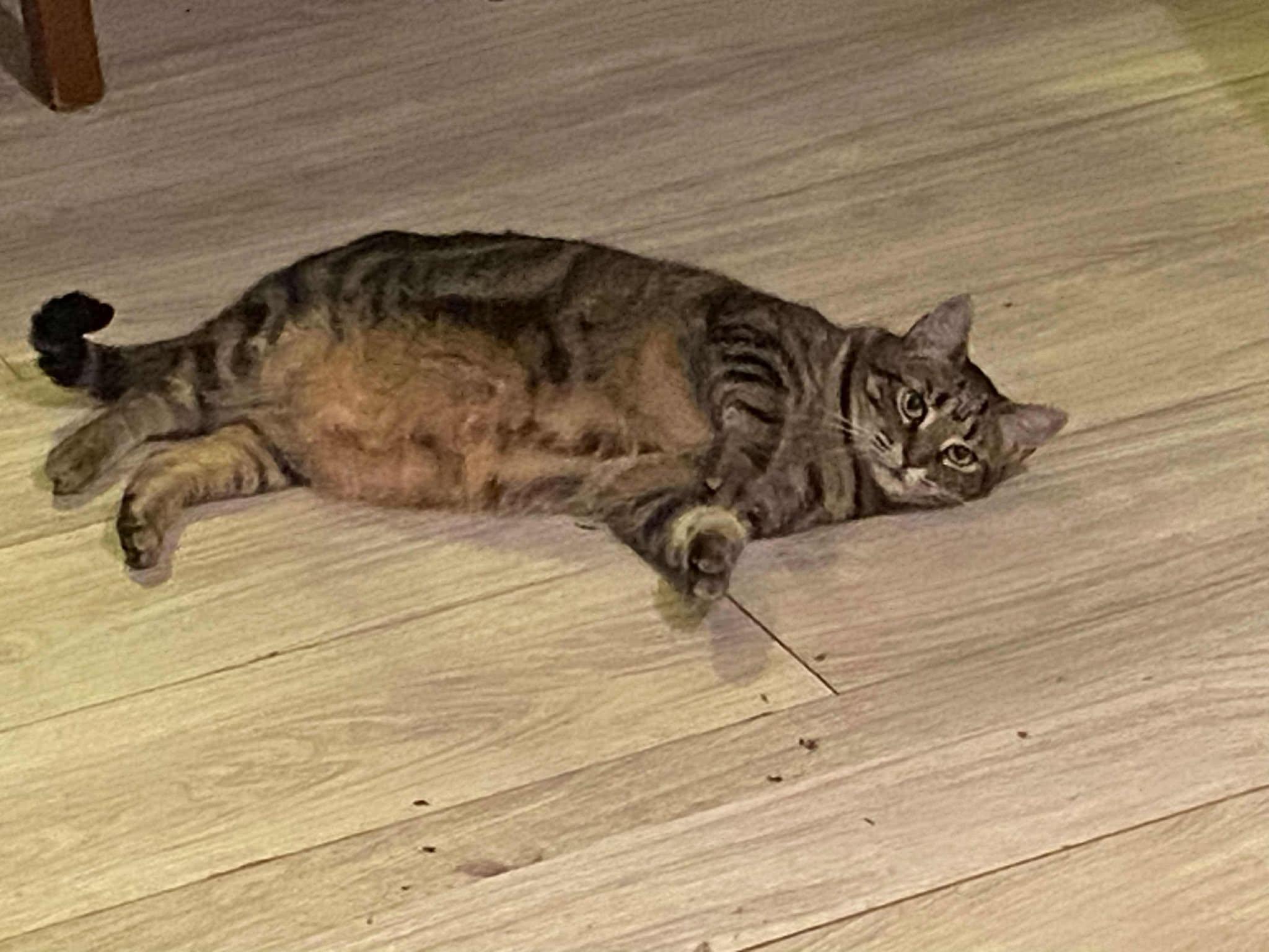 Enlarge Starlight, a Adoptable American Shorthair in Charlotte, NC image 3/3