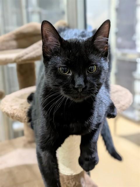 TORI, Adoptable, Young Female Domestic Short Hair.