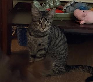 Nifty (playful little brown tabby)