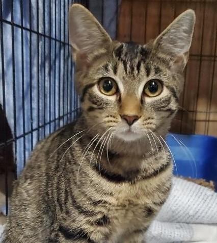 Nifty (playful little brown tabby)