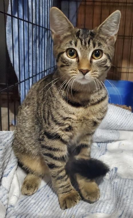 Nifty (playful little brown tabby)