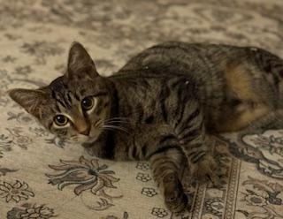 Nifty (playful little brown tabby)