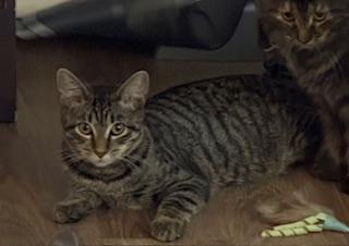 Nifty (playful little brown tabby)