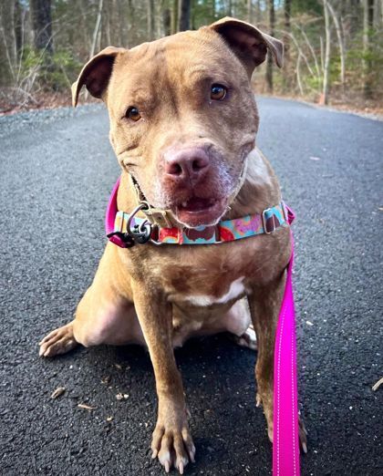 Angel, a Adoptable mixed breed in Annapolis, MD image 1/9