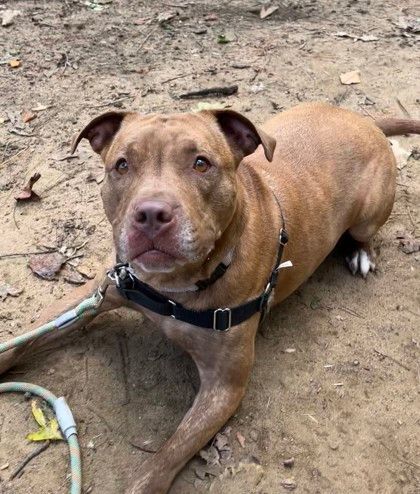 Angel, a Adoptable mixed breed in Annapolis, MD image 2/9