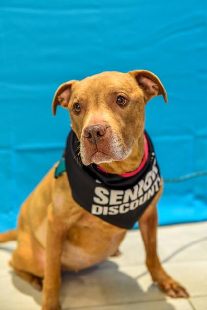 Enlarge Angel, a Adoptable mixed breed in Annapolis, MD image 1/6