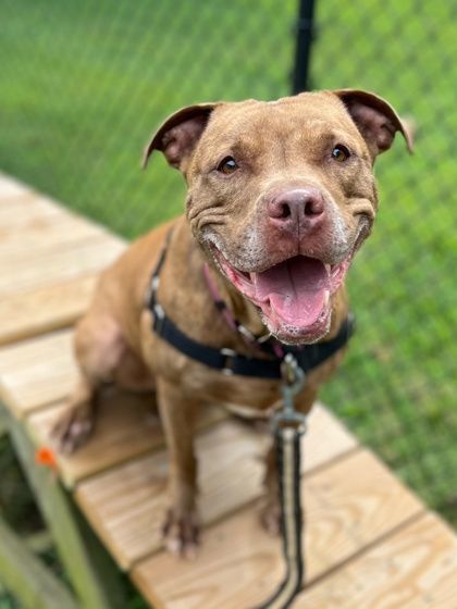 Angel, a Adoptable mixed breed in Annapolis, MD image 3/9