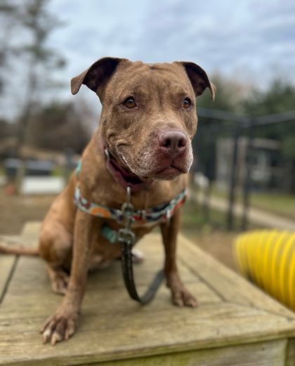 Angel, a Adoptable mixed breed in Annapolis, MD image 4/9
