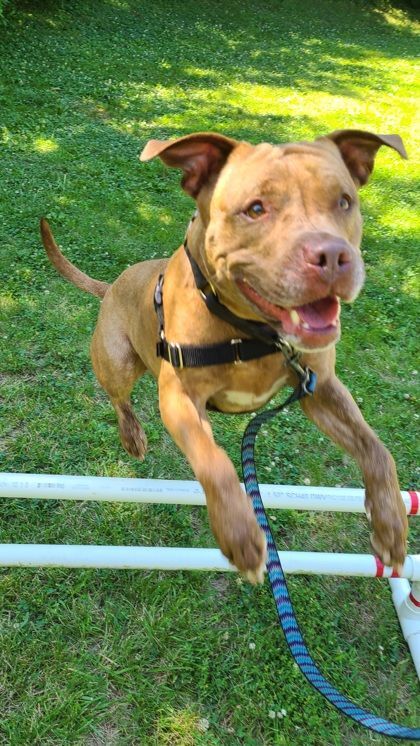 Angel, a Adoptable mixed breed in Annapolis, MD image 5/9